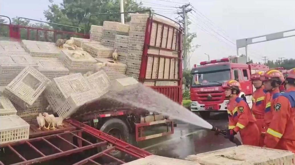 货车抛锚近万只小鸡濒临中暑，消防员冲凉降温化解危“鸡”