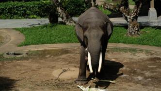 报告：巴厘岛旅游场所圈养野生动物福利水平严重不足