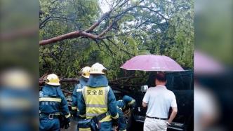 暴雨天气大树倒塌砸中车辆两人被困
