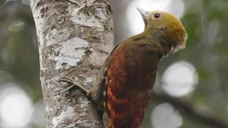 浙江首次发现竹啄木鸟活动：AI技术通过鸟鸣声纹特性识别