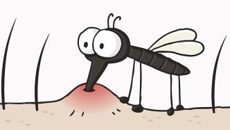 科普丨夏日蚊虫叮咬，要小心“乙脑”