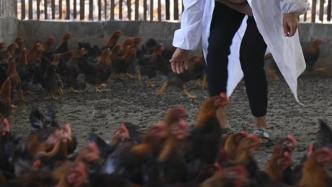 巴西发现首例家禽感染H5N1禽流感病例