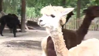 齐刘海、寸头，上海野生动物园的羊驼集体换装，清凉度夏
