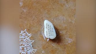 非遗传承人在米粒上雕刻古诗，一个字仅0.5毫米