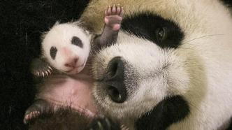 图忆｜回国推迟！旅法大熊猫“圆梦”的五年成长路