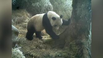 四川平武拍到野生大熊猫和镜头“贴贴”