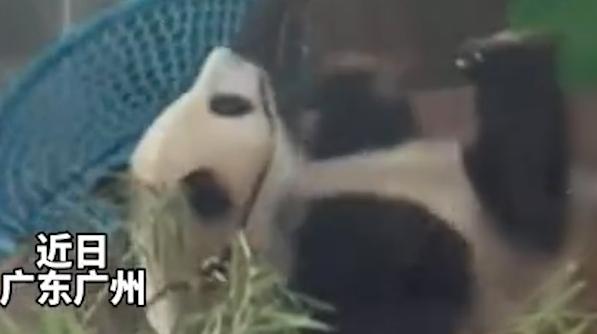 大熊猫雅一把秋千坐断，网友“护崽”：和体重没关系