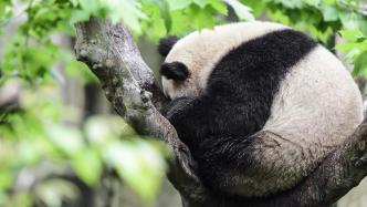 向熊猫室外活动场内投掷苹果，63岁男子被终身禁入成都熊猫基地