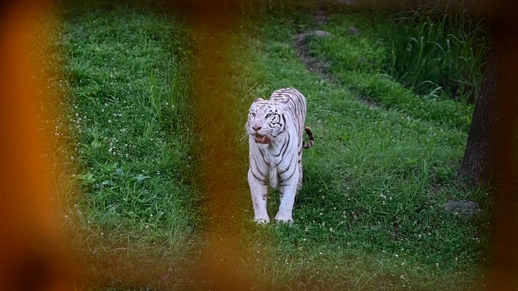 傍晚猛兽们在干嘛？上海野生动物园“动物园奇妙夜”再次启幕