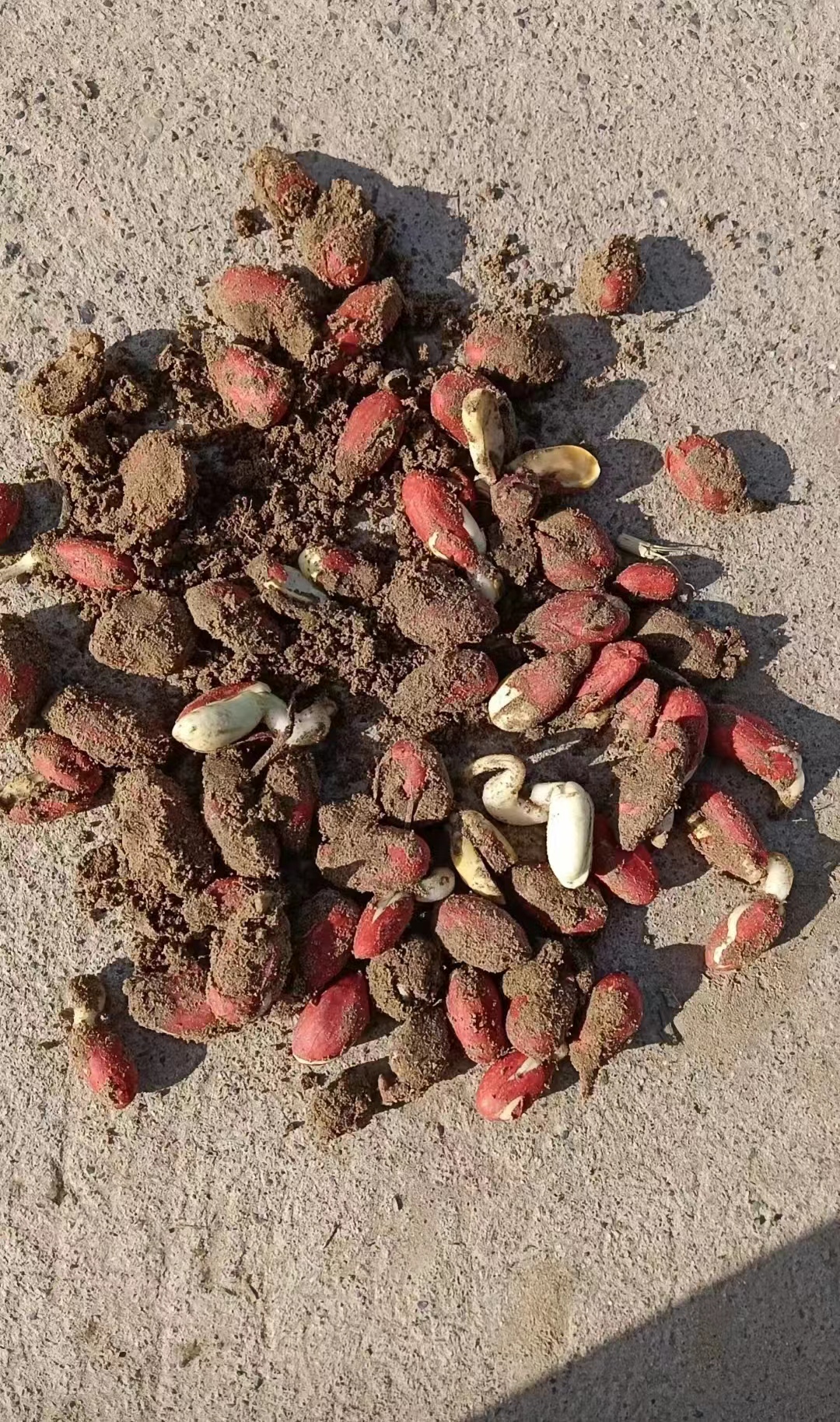 经销商推荐用小麦款拌种剂拌花生后不出苗,官方:责成经销商补偿_澎湃质量观_澎湃新闻-The Paper