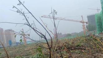 安徽一村民6亩树木一夜之间被铲平，当地警方已受理案件