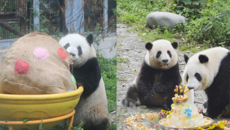 大熊猫萌兰、花花、和叶同日庆生，祝三只“小熊友”生日快乐