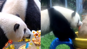 熊猫届“三顶流”同一天生日