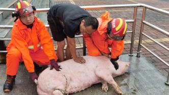 400斤生猪运送中掉落服务区，救援人员协助送回栅栏