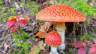 温州一周发现十例毒蘑菇中毒病例，疾控：不采不买不吃野生的