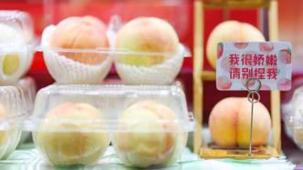 上海南汇水蜜桃今日开始陆续上市，最佳时令在7月上中旬