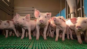 三大上市猪企6月销量环比降同比增，售价同比均下降超10%