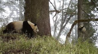 汶川卧龙将试点修复改造200亩大熊猫栖息地，项目中标金额128万