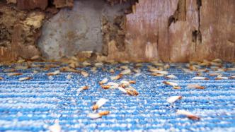 水利部：17省份发现白蚁等害堤动物隐患，已全部完成应急整治