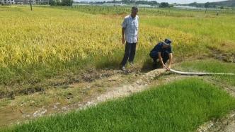 路遇村民求助，消防员为干旱稻田“送水”