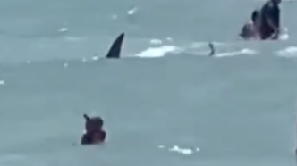美国佛州海岸惊现鲨鱼，游泳者尖叫逃离