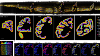 世界首套单细胞分辨率的猕猴大脑皮层细胞空间分布图谱在上海发布