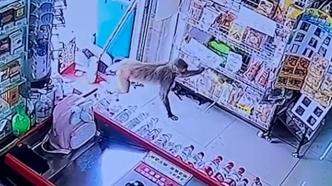 监控拍下猴子多次进超市偷东西，店主：好笑又好气