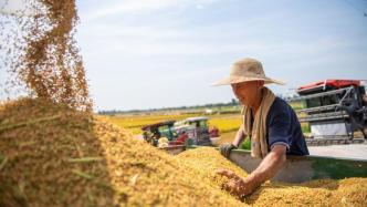 国家统计局：2023年夏粮产量稳中略减，实现丰收