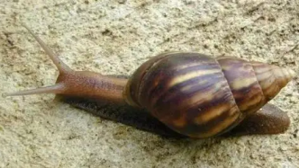 科普丨雨后千万别摸这种蜗牛，号称“毒王”可致痴呆甚至要命