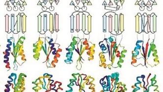 超乎大自然“想象”！科学家发现大量未知蛋白质折叠