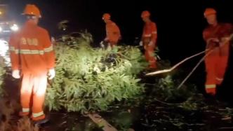 受台风“泰利”影响，广西北海超400棵树倒伏