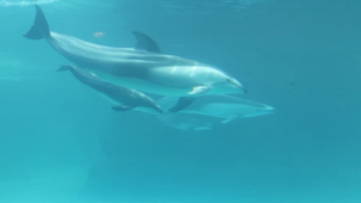 白边海豚繁育新突破，4只新生海豚开始合群生活