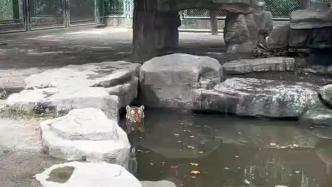 天气炎热老虎躲入水池避暑不想“营业”，网友：传说中的“水虎”