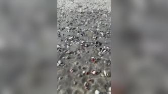 台风来临前深圳一沙滩布满海鲜：有人捡了上百斤生蚝