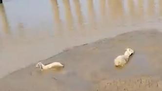 羊群陷入黄河边淤泥被救出，拍摄者：淤泥浅滩很危险