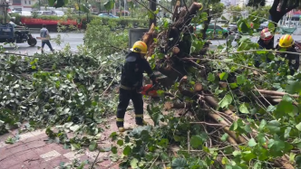 台风过境树木倒塌、出现决堤，茂名紧急处置