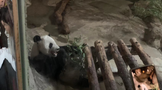 游客建议为大熊猫加装冰床等降温设施，北京动物园回应
