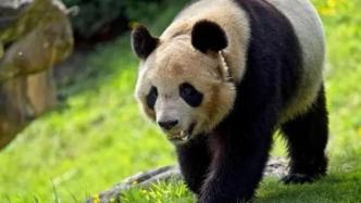 中法双方已完成信息交接，大熊猫“圆梦”将回国