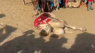 马上评｜骆驼累了怎么办？
