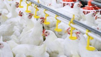 我國自主培育白羽肉雞品種加快走向市場