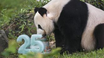 早安·世界｜旅美大熊猫“美香”迎来25岁生日