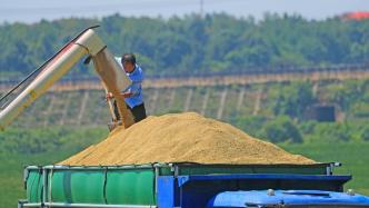 农业农村部：全国早稻收获近八成，“双抢”有序推进