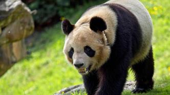 旅法大熊猫幼仔“圆梦”即将于7月25日回国