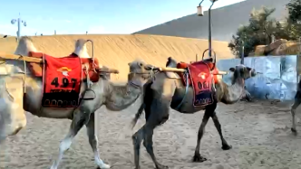 敦煌月牙泉景区骆驼“罢工”？游客：大多性格温顺，偶尔闹脾气