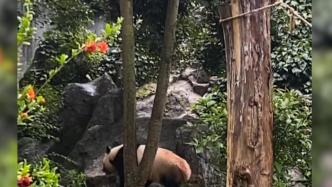 大熊猫在雨中开心“营业”，跑来跑去不愿“下班”