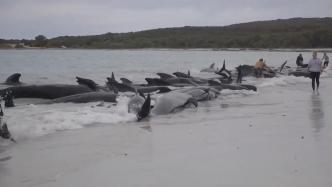 约70头长鳍领航鲸在澳大利亚海滩搁浅，已有多头死亡