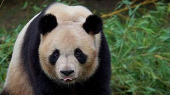 旅法大熊猫“圆梦”平安抵蓉，开启为期30天的隔离检疫