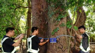 广东：支持探索建立古树名木保护补偿机制