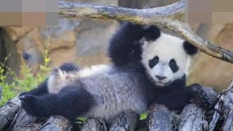 旅法大熊猫“圆梦”回国，是首只在法国出生的大熊猫