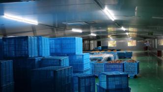 浙江首例无证进口冻品分类处置：冻肉被拍卖，制成宠物饲料